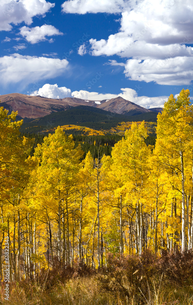 Thick Aspen Forest in Fall