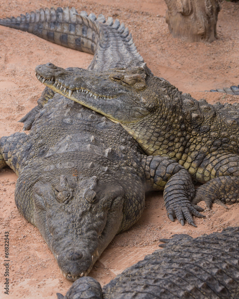 Obraz premium Pair of crocodiles