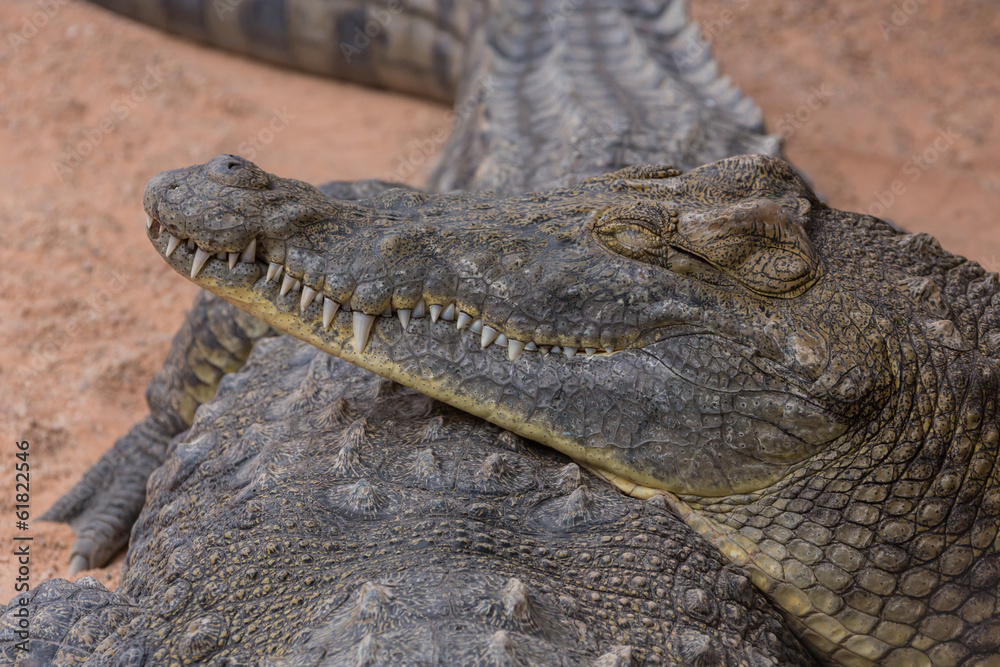 Obraz premium Crocodile lies on another crocodile