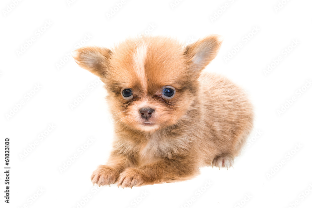 Obraz premium Chihuahua puppy