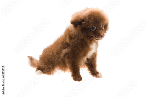 Pomeranian spitz puppy © Andrei Starostin