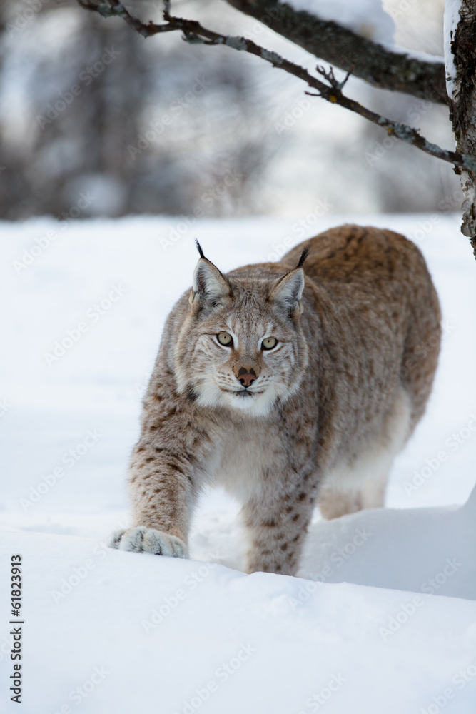 Lynx stalking in the forest Lynx stalking in the forest