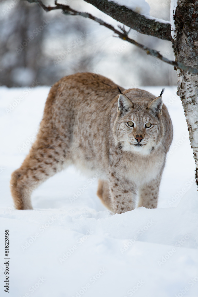 Obraz premium Lynx sneaking in the forest