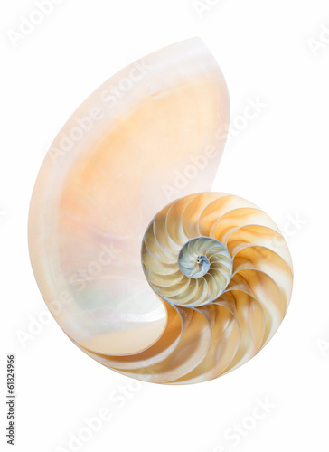 geteiltes Gehäuse eines Nautilus Pompilius auf weiß
