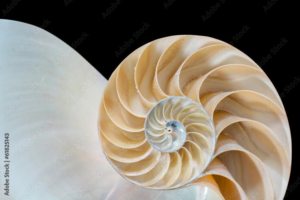 Detail eines Nautilus vor schwarzem Hintergrund Detail eines Nautilus vor schwarzem Hintergrund