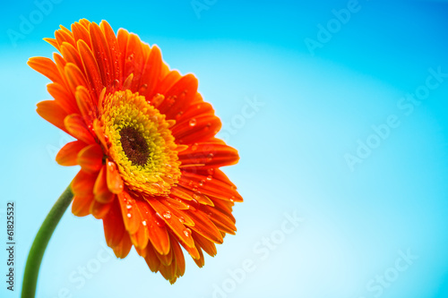 Orange gerbera daisy flower isolated on blue background