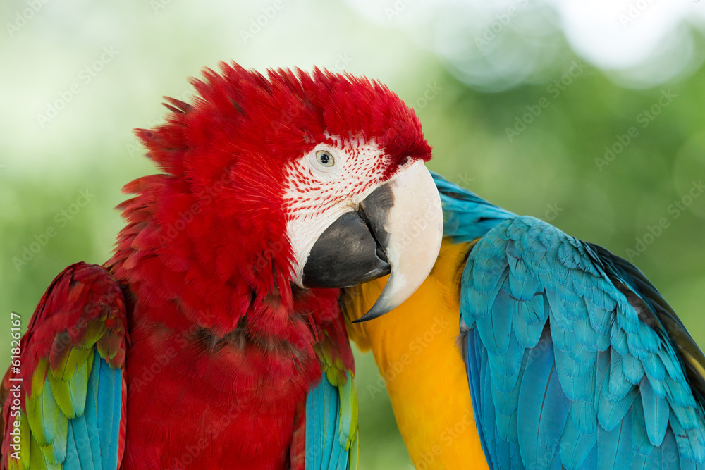 Naklejka premium Macaws parrots