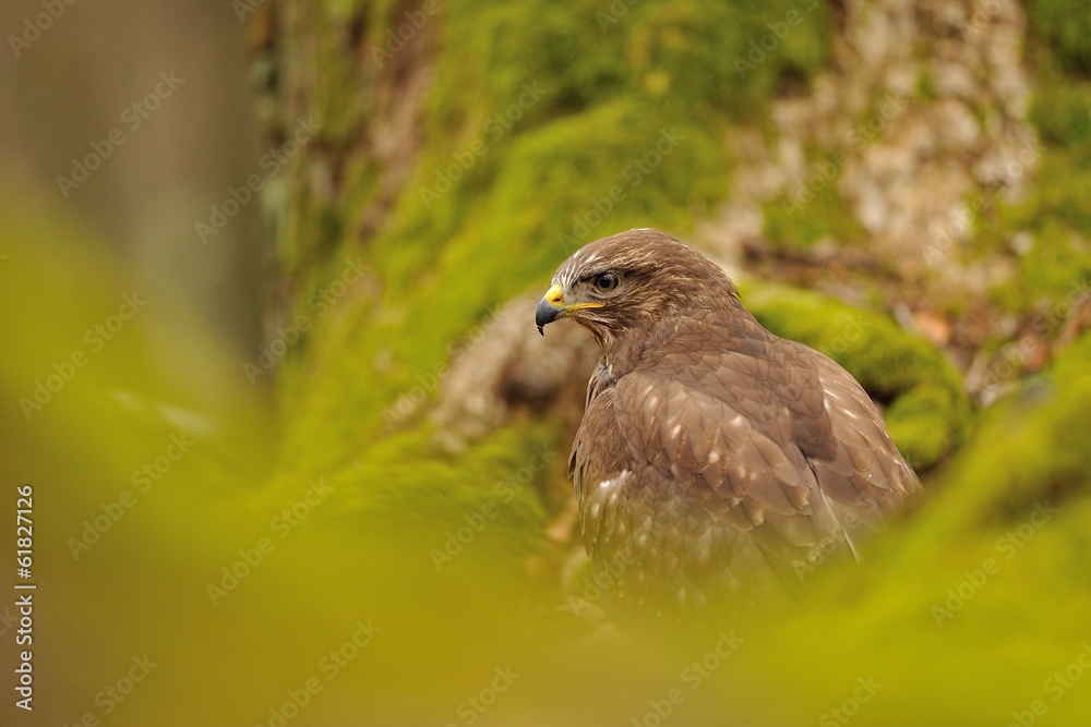 Common Buzzard in green nature Common Buzzard in green nature