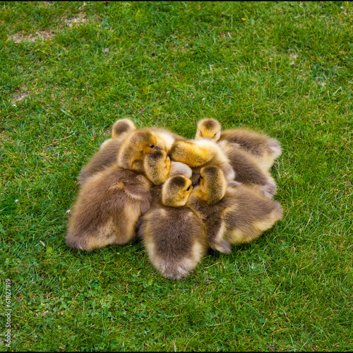 Pile of Goslings © Kerry Snelson