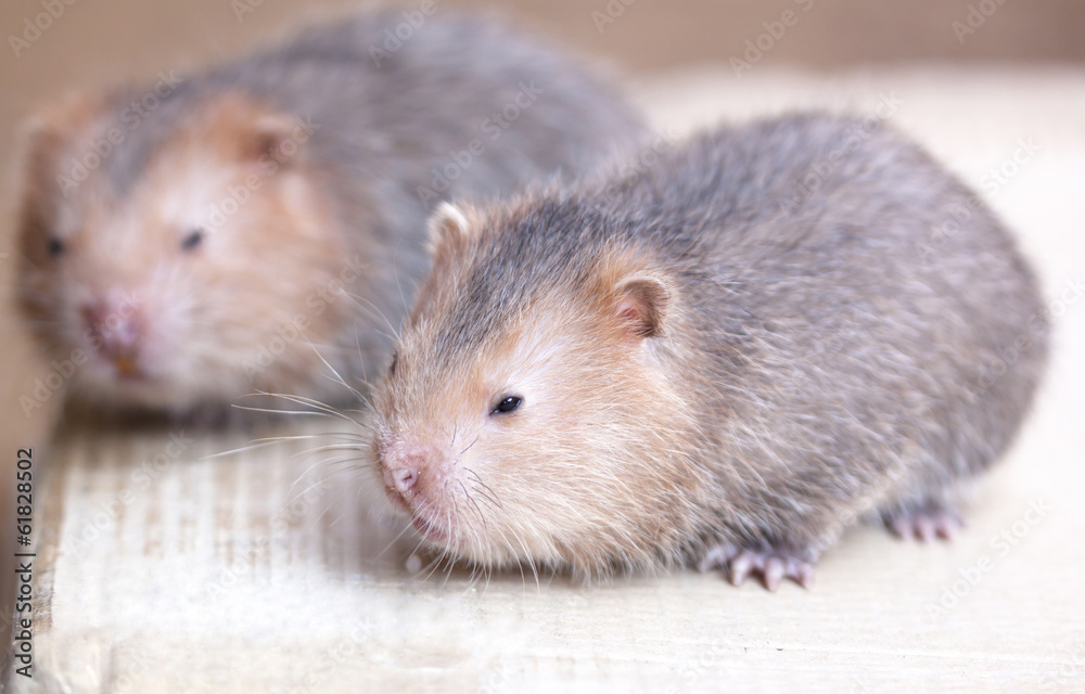 Wildlife embryos examined