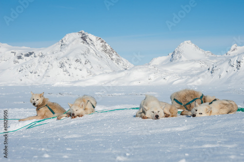 Greenland sled dogs resting before hard working.