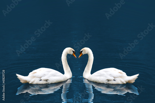 Fototapeta Naklejka Na Ścianę i Meble -  Two white swan