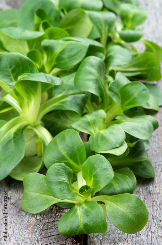 Corn Salad Leaves Corn Salad Leaves