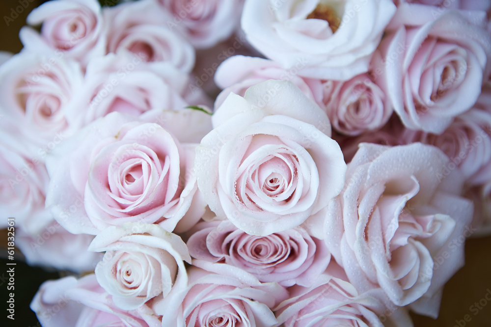 Obraz premium Pink roses