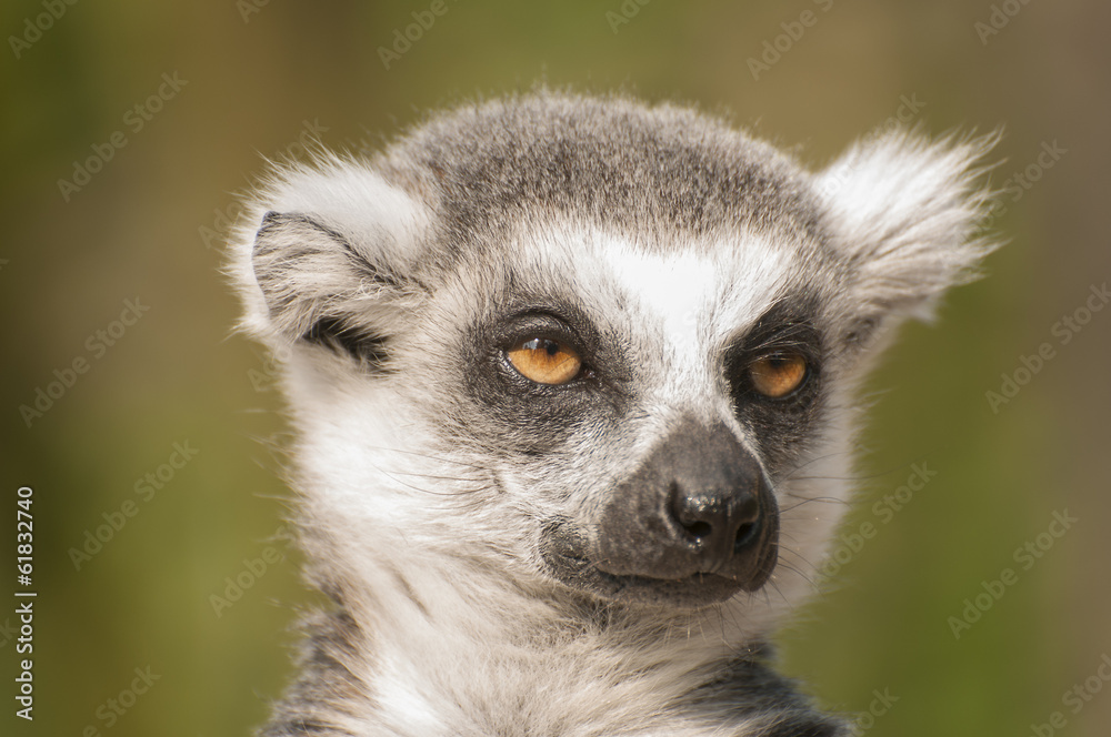 Ring-tailed lemur Ring-tailed lemur