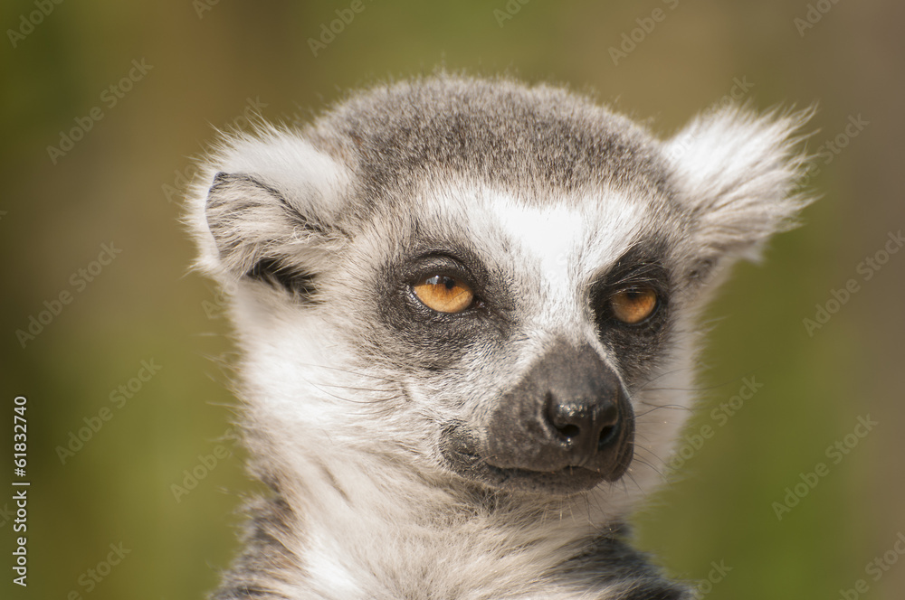 Ring-tailed lemur