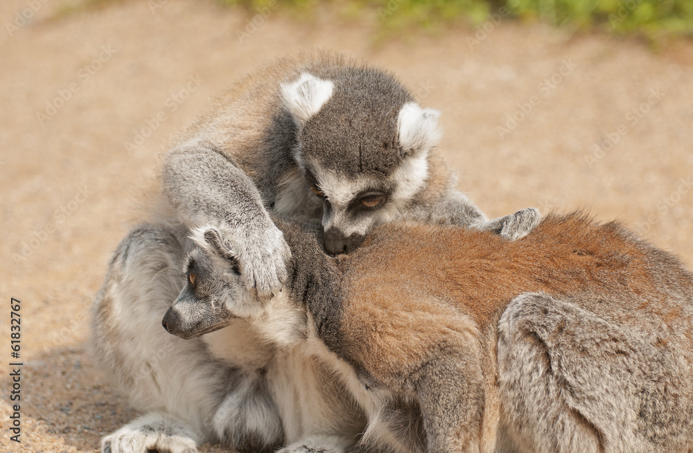 Obraz premium Ring-tailed lemur