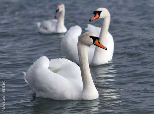 White swans in the water.