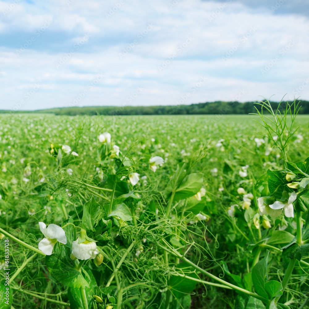 field with flowering peas and blue sky field with flowering peas and blue sky