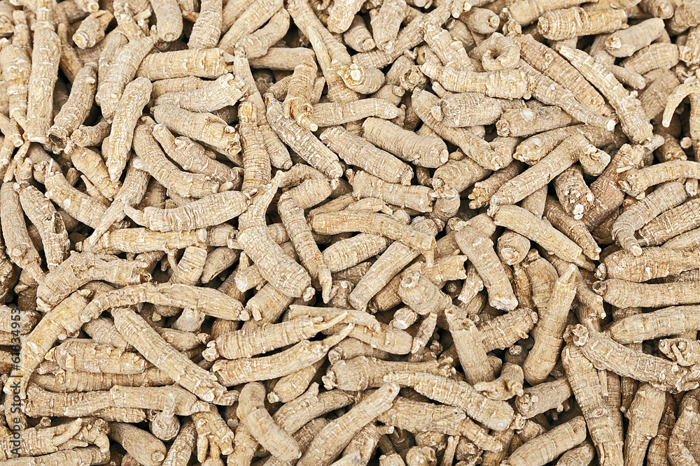Chinese Ginsengs, One of the Well Known Tonics Herbal