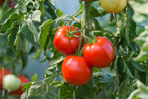 RIpe tomatoes