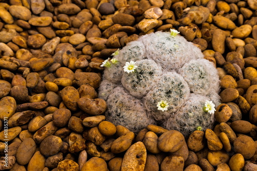 Mammillaria plumosa © icedmocha