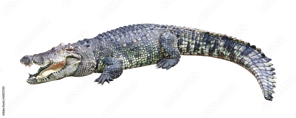 Naklejka premium Crocodile isolated