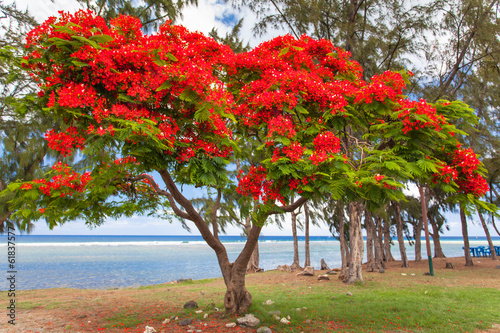arbre flamboyant, Saint-Leu, île de la Réunion