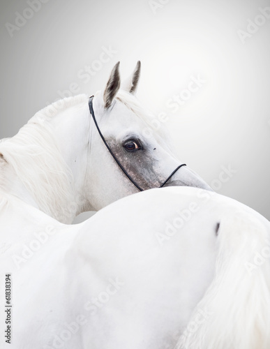 white beautiful arabian stallion against white background #61838394