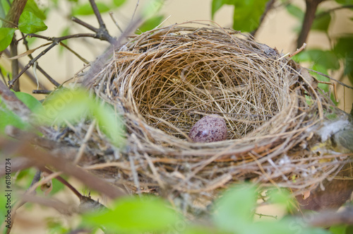 Egg in bird's nest