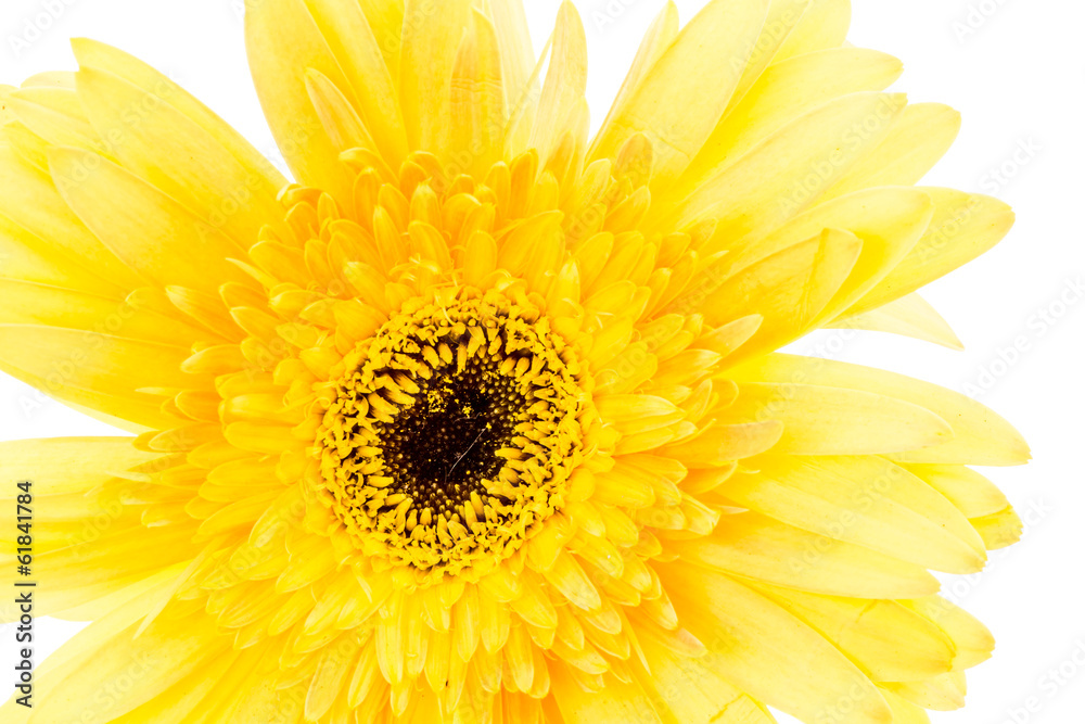 closeup gerbera flower , white background closeup gerbera flower , white background