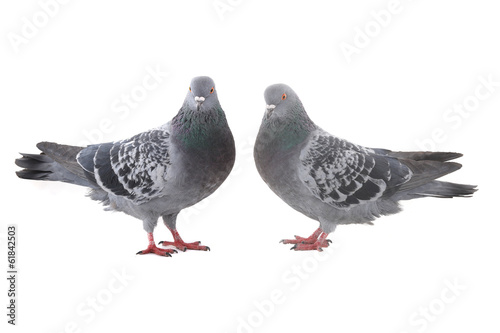 two  dove