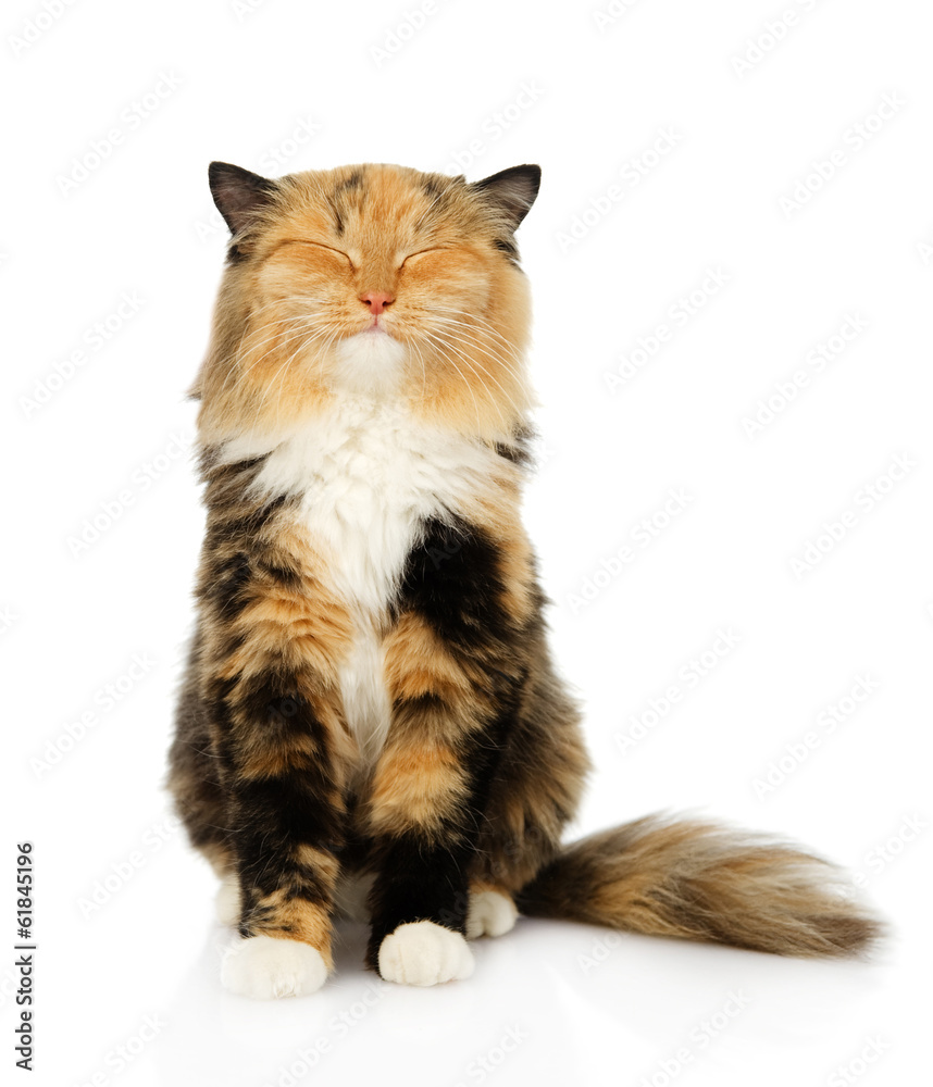 happy tricolor cat sitting in front. isolated on white happy tricolor cat sitting in front. isolated on white
