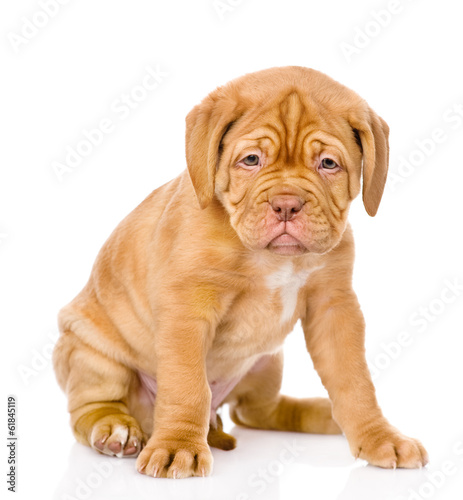 Sad Bordeaux puppy dog sitting in front. isolated on white 