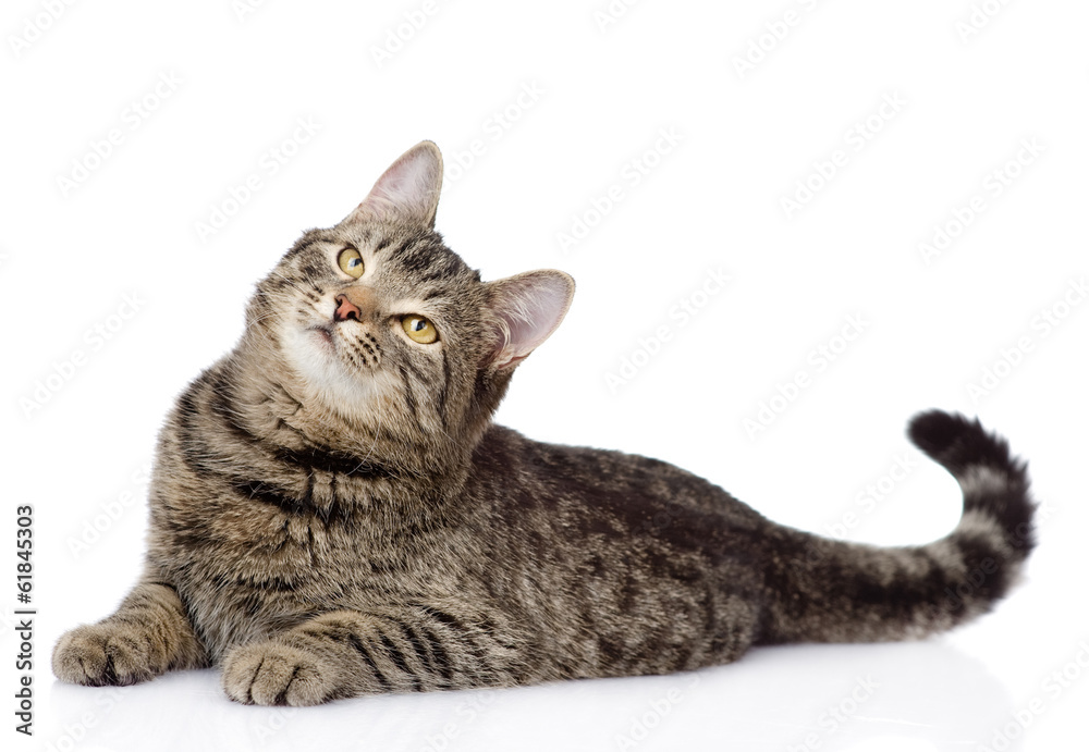 Fototapeta premium tabby cat lying and looking up. isolated on white background