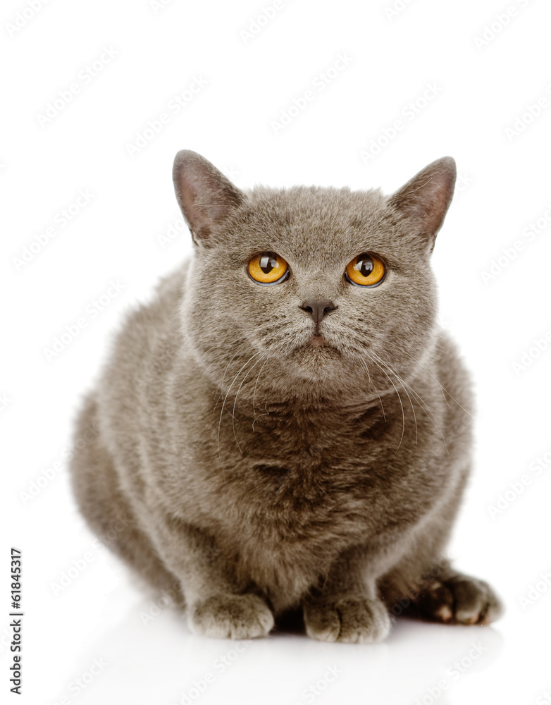 British shorthair cat sitting in front. isolated on white 
