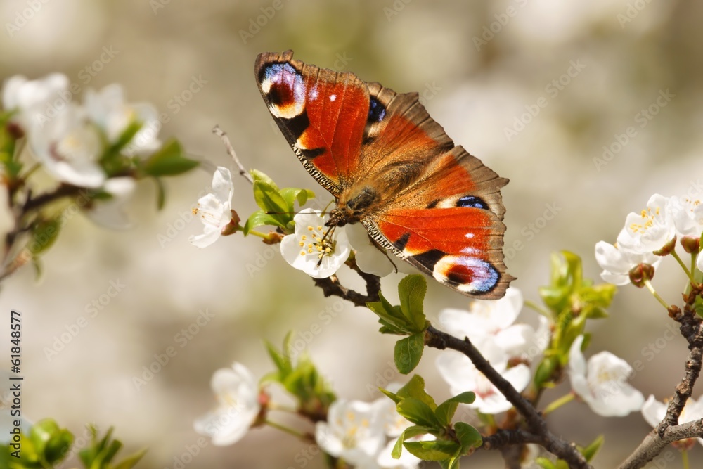 Spring, Butterfly European Peacock (Inachis io) Spring, Butterfly European Peacock (Inachis io)
