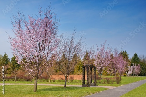 Flowering fruit trees, Spring