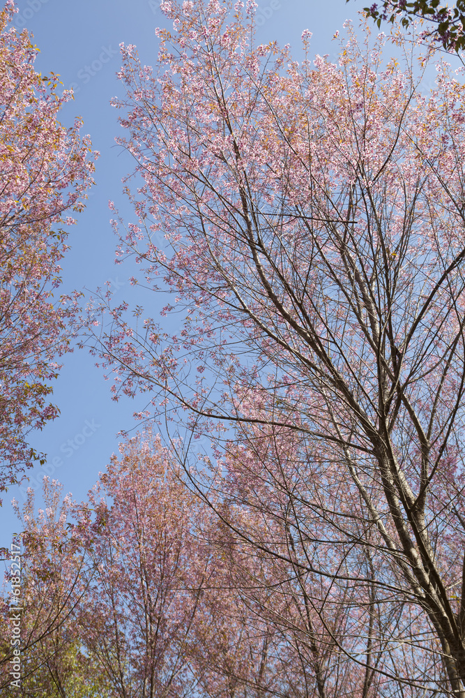 Beautiful Cherry blosom Beautiful Cherry blosom