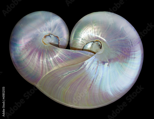 Heart shape pearl shells of a nautilus.