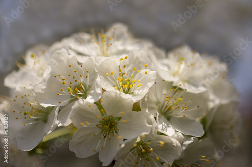 Early Spring Tree Blossoms.
