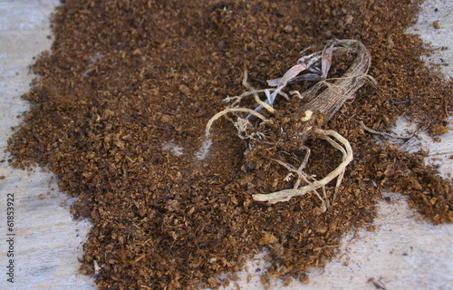 Fényképezés rhizome d'agapanthe et terreau pour planter
