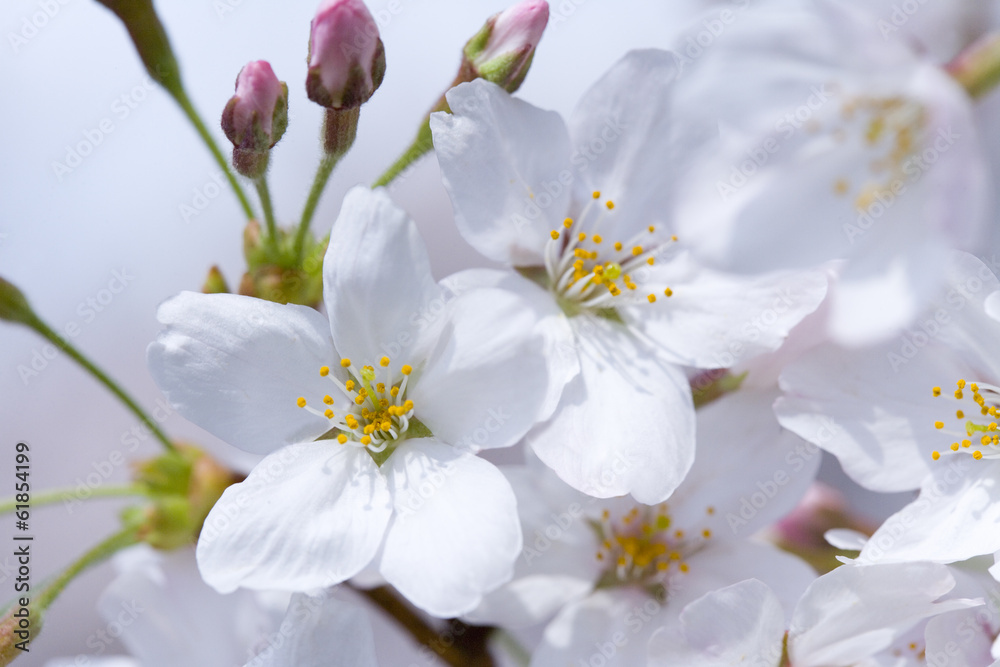 cherry blossoms