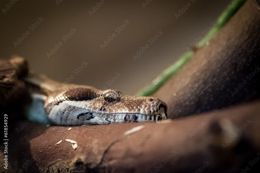 Portrait de python Portrait de python