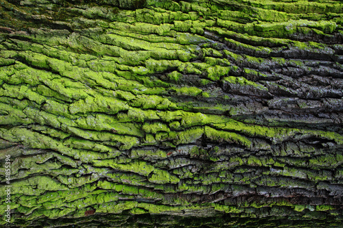 Photo green bark texture