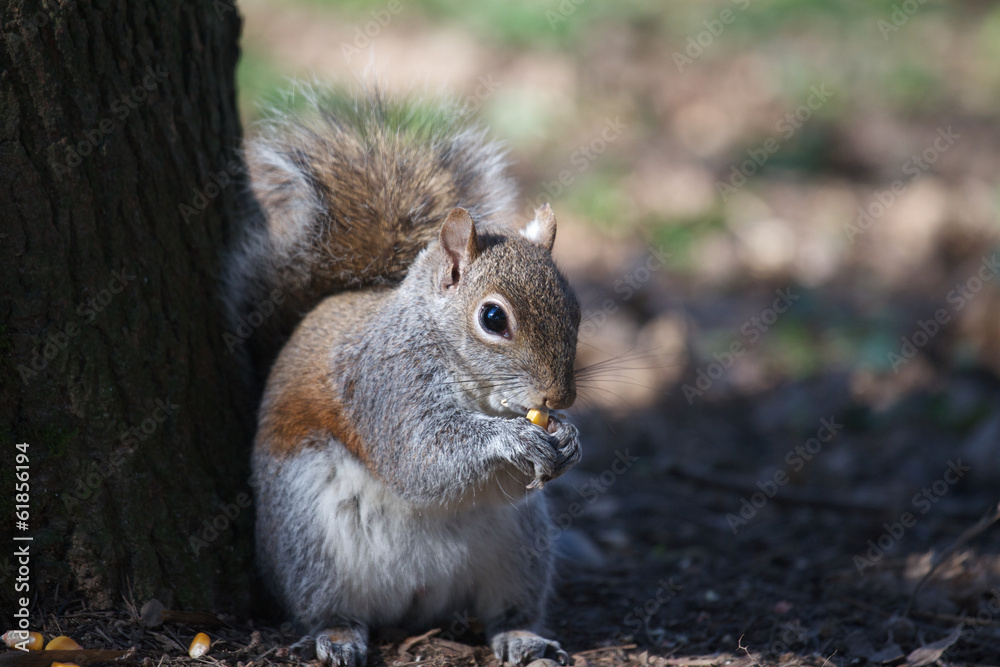 Obraz premium squirrel