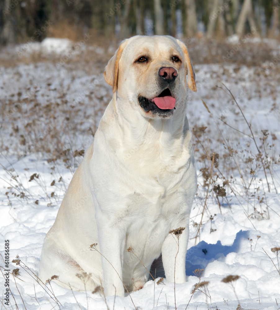 yellow labrador in winter portrait