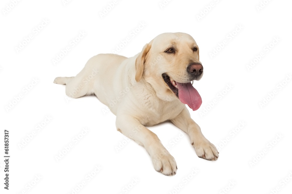 Yellow labrador dog lying
