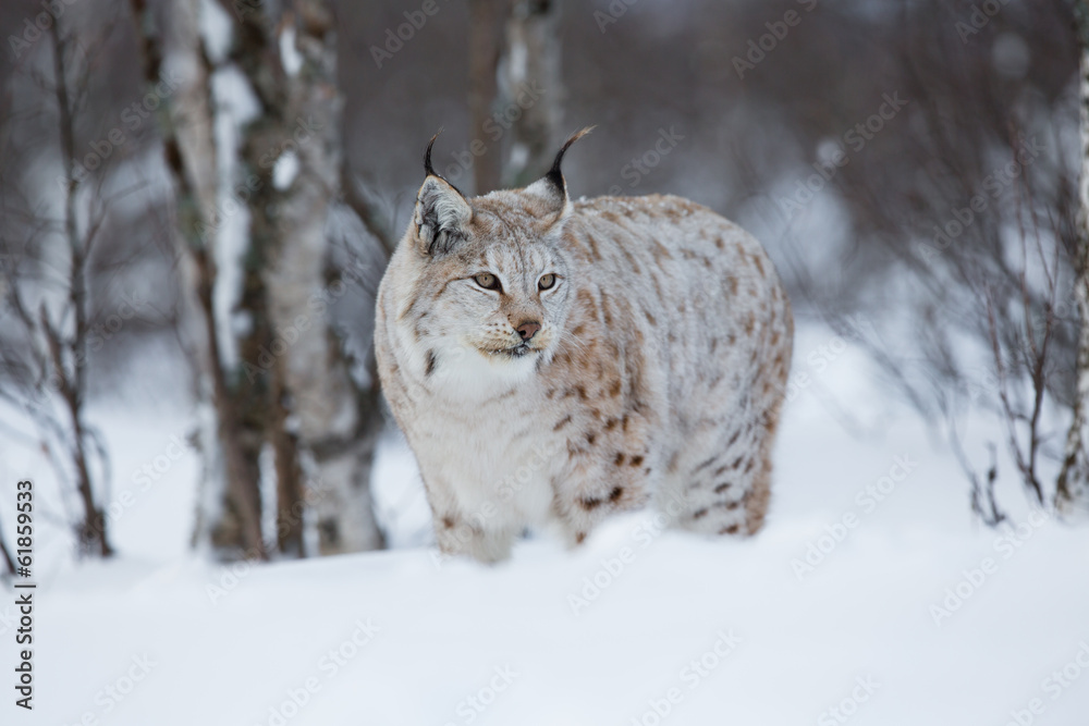 Fototapeta premium Lynx in winter forest