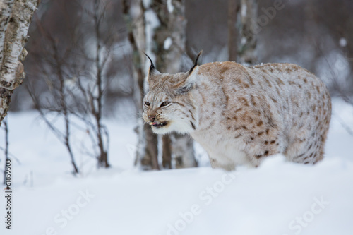 Lynx eating meat in the forest
